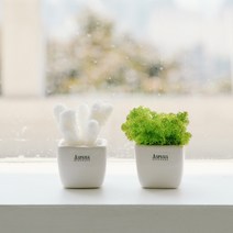 아스파시아 생화 메플레르 더블 산호 + 모스 화분세트, 스프링그린, 1세트
