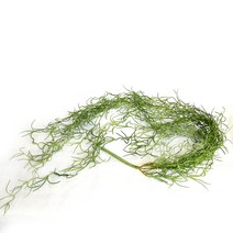 조아트 틸란드시아 조화, 혼합 색상