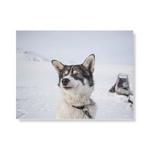 리틀하이커 Dog 캔버스 프린팅 액자 A3W36 68