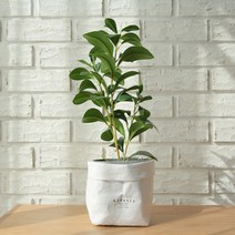 아스파시아 베리타스 크루시아 미니 조화 나무 + 페이퍼백 크라프트, 혼합색상, 1세트