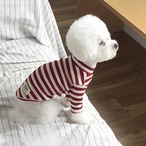 매그독 강아지 메이플 티셔츠, 와인