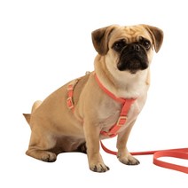 힛찌 목버클 강아지 하네스, 코랄핑크