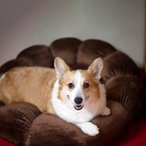 아페토 도넛방석, 초코