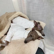 도기스타 아이쥐옷 이탈리안그레이하운드옷 잠옷 티셔츠