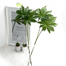 팔손이 가지, 4개