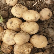 [산지직송] 햇 감자 수미 10kg 5kg 못난이 정품, 정품 5kg 대, 1박스