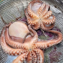 여수 돌문어 1kg, 1개