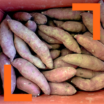 파머스넷 2023년 갓 수확한 햇 밤고구마, 밤고구마 5kg (긴특상, 120g~300g), 1개