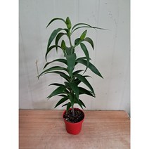 백합 /향기가좋아요., 1개