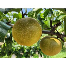만풍배 수출용 가정용 추석 배 선물 세트 선물용 7.5kg 15kg, 만풍배(신품종) 9월12일 2차출고_선물용 7.5kg(