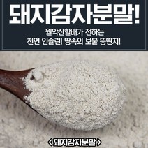 제천 월악산 돼지감자 분말 500g 뚱딴지, 1개