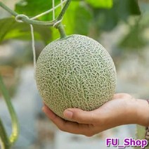 ForU99 고씨네 특급 멜론 머스크멜론 곡성멜론 멜론농장 5kg 파파야멜론 양구멜론, 상세페이지 참조