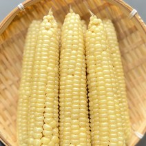 괴산 냉동 대학찰옥수수 삶은 찐 옥수수 진공포장 9개 15개 30개, 3팩, 3개묶음포장(9개)