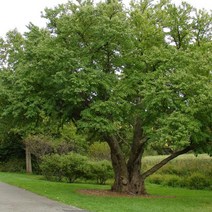 계수나무/실생2년(10주묶음)/묘목/F1828, 10개