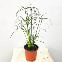시페루스 소형 습지식물 사초 수경 테라리움 수반 15~25cm 29, 1개