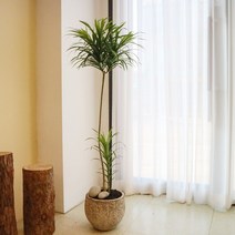 공기정화 카페식물 드라세나 자바 대형 화분, 당일 퀵배송 (경기도A)