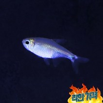 테트라 5마리 - 하스타투스
