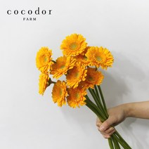 [코코도르팜] 생화 꽃 미니거베라 절화 5대/10대 (색상랜덤), 02_절화/미니거베라/랜덤_10대(한단)