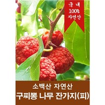 [자연산 산약초] 소백산 자연산100% 구찌뽕나무(피) 차 건재 약재, 소백산 구찌뽕나무(피) 1kg (4봉_개별포장)