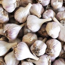 [갈릭팩토리] 의성마늘 중 1kg(반접/50개내외/3cm이상), 없음, 상세설명 참조
