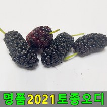 2021 토종오디 5kg 뽕나무열매 오디생과 오디열매 #38615689EA, 쏘르치 1, 쏘르치 본상품선택