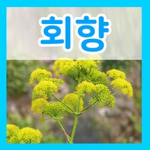 꽃씨몰 꽃씨 봄 파종 여름꽃씨 가을 노지월동 다년생 야생화 양귀비 종자 꽃씨앗, 412.회향씨 2g(허브)