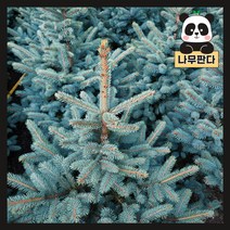 (나무판다) 은청가문비 나무 묘목 베이비블루 P9포트, 1개