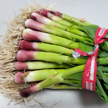 [오늘의채소] 국내산 노지 풋마늘 1kg, 없음