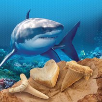 과학시간 상어이빨 화석 발굴놀이 키트 교구 장난감 9세 유적발굴 생일선물