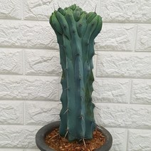 용신목 철화 88 - 선인장, 1개