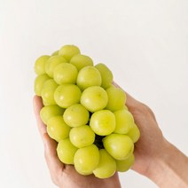 꾸릉이네 고당도 프리미엄 상주 샤인머스켓 가정용 수출용 1kg 2kg, 수출용_1.5kg 2수