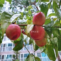 [모든원예조경] 천도복숭아나무 묘목 (신비) 접목1년생 특묘 과수 유실수