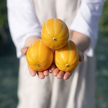 산지직송 성주 명품참외 정품 가정용 선물용 못난이 고당도 꿀참외 2kg 3kg 5kg, 2.5kg 특품 로얄과 6-11과