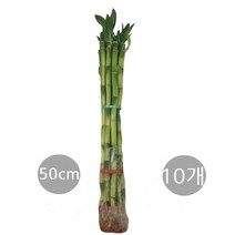 도도팜 개운죽 10cm 12cm(10개) 20cm 30cm 40cm 50cm 60cm 70cm 80cm 100cm 3단원통 나도풍란, 05.개운죽50cm(10p) 1개, 10개