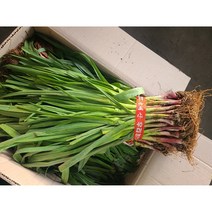 #가락시장 나물이네# 풋마늘 잎마늘 마늘대1단(2kg내외)//오후2시이전주문당일출고99%/주말 공휴일제외, 1개