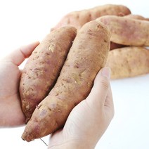 [산지직송] 안면도 황토 꿀 호박고구마 (특)10kg, 단품