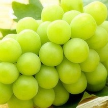 자연농원 샤인 머스켓 (신품종 청포도 ) 묘목 최소구매 2개, 샤인머스켓접목특묘