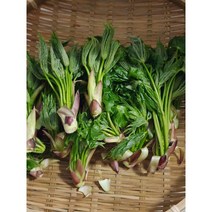 강원도 자연산 야생 엄나무순(개두릅) 300g 500g, 1개