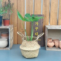 가꾸다 몬스테라 해초바구니(옵션) 공기정화식물 식물인테리어 플랜테리어 홈데코