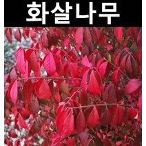 신품종 화살나무(콤팩트) 3치포트 3개/나무 묘목/활엽수/정원용