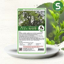 솔림텃밭몰 수목종자 녹나무씨앗 30g 녹나무종자 산림 조경, 단품