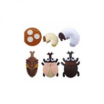 청양 교육자료 동물의 한살이-장수풍뎅이, 상세페이지 참조, 상세페이지 참조