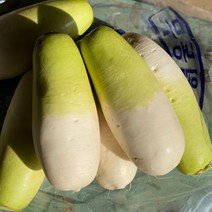 국내산 햇 무(9-10개) 18kg 내외 황토무 제주 세척무, 제주무 1박스(18kg내외)