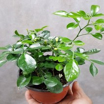 행복한꽃순이 오렌지자스민(소)