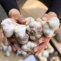 청년마켓 2023년 국내산 햇마늘 통마늘 특대 왕특, 특대 1.5kg, 1개