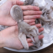 제철 대왕 생물 알 주꾸미 1kg 알배기 주꾸미 별미 쭈꾸미 술안주 캠핑 숙회 택배, 중국산 생물 알주꾸미 1kg(10미내외)
