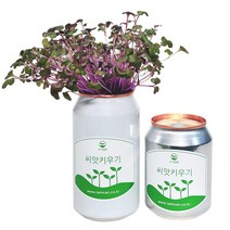 [아이엠캔] 새싹재배세트 알팔파 1ea 씨앗 새싹 채소 키우기 키트 텃밭 모종 홈가드닝 베란다 미니 텃밭 유치원 어린이집 홈재배 유치원교구 관찰학습, 아이엠캔 알팔파(중)