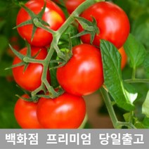 가락청과네 방울토마토 750g 대추방울토마토 과일, 1, 본상품선택