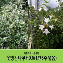 착한가격 나무생각 꽃댕강나무 묶음모음, 꽃댕강나무H0.6(60cm)5주묶음