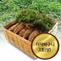고씨네농장 더덕3호상 강원도더덕 도라지 야생더덕, 1, 본상품선택